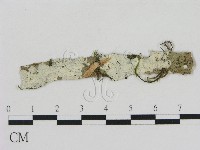 藏品(冇骨消絲齒菌)的圖片