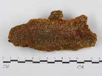 藏品(薄孔菌屬)的圖片