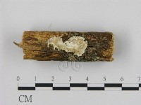 藏品(寡孔菌屬)的圖片