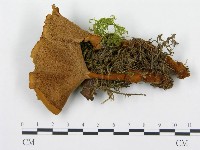 藏品(集毛菌屬)的圖片