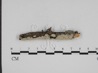 藏品(叉絲革菌屬)的圖片