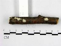 藏品(顯絲菌屬)的圖片