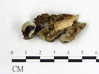 藏品(毛木耳)的圖片