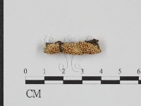 藏品(乾酪菌屬)的圖片