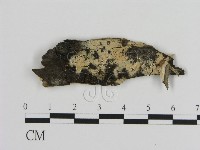 藏品(絲皮菌屬)的圖片