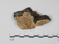 藏品(栓菌屬)的圖片