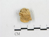 藏品(硬孔菌屬)的圖片