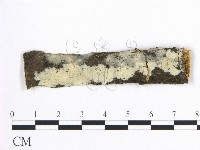 藏品(柱擔菌屬)的圖片