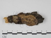 藏品(韌革菌屬)的圖片