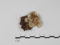 藏品(雲芝)的圖片