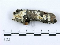 藏品(射脈菌屬)的圖片