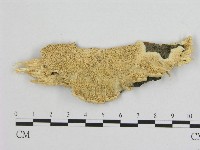 藏品(銳孔菌屬)的圖片