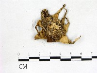 藏品(地星屬)的圖片