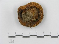 藏品(紅菇屬)的圖片