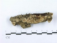 藏品(射脈菌屬)的圖片