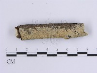 藏品(齒耳菌屬)的圖片