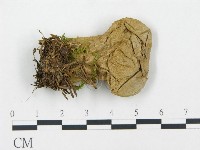 藏品(禿馬勃屬)的圖片