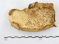 藏品(多孔菌屬)的圖片
