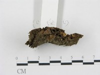 藏品(黑蛋巢菌屬)的圖片