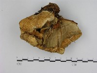 藏品(寡孔菌屬)的圖片