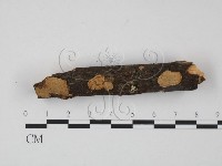 藏品(韌革菌屬)的圖片