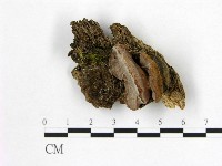 藏品(多年臥孔菌屬)的圖片