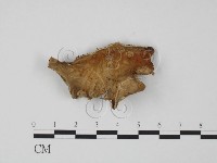 藏品(韌革菌屬)的圖片