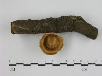 藏品(相鄰小孔菌)的圖片