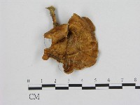 藏品(相鄰小孔菌)的圖片