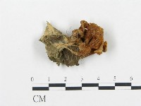 藏品(杯傘屬)的圖片