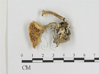 藏品()的圖片