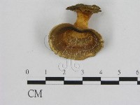 藏品(相鄰小孔菌)的圖片