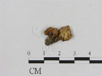 藏品(小菇屬)的圖片