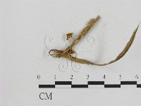 藏品(小菇屬)的圖片