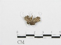 藏品(裂褶菌)的圖片