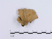 藏品(蠔韌革菌)的圖片