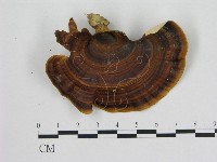 藏品(相鄰小孔菌)的圖片