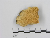 藏品(銳孔菌屬)的圖片