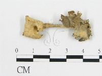 藏品(雞油菌屬)的圖片