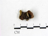 藏品(毛木耳)的圖片