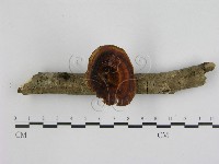 藏品(相鄰小孔菌)的圖片