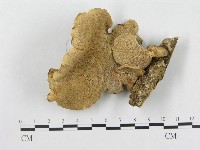 藏品(多孔菌屬)的圖片