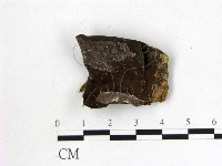 藏品(毛木耳)的圖片