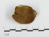 藏品(木層孔菌屬)的圖片