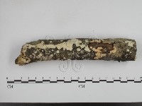 藏品(叉絲革菌屬)的圖片