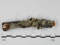 藏品(栓菌屬)的圖片