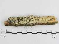 藏品(絲齒菌屬)的圖片