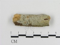 藏品(傑克菌屬)的圖片