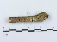 藏品(射脈菌屬)的圖片