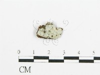 藏品(阿太菌屬)的圖片